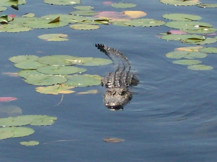 a gator gator swimming in the middle of the water