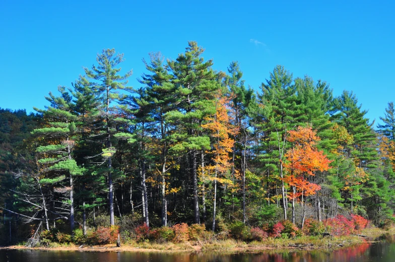 there is a body of water surrounded by trees