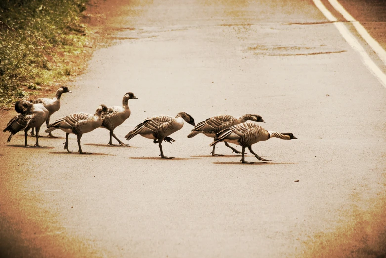 four geese are in line by a sidewalk