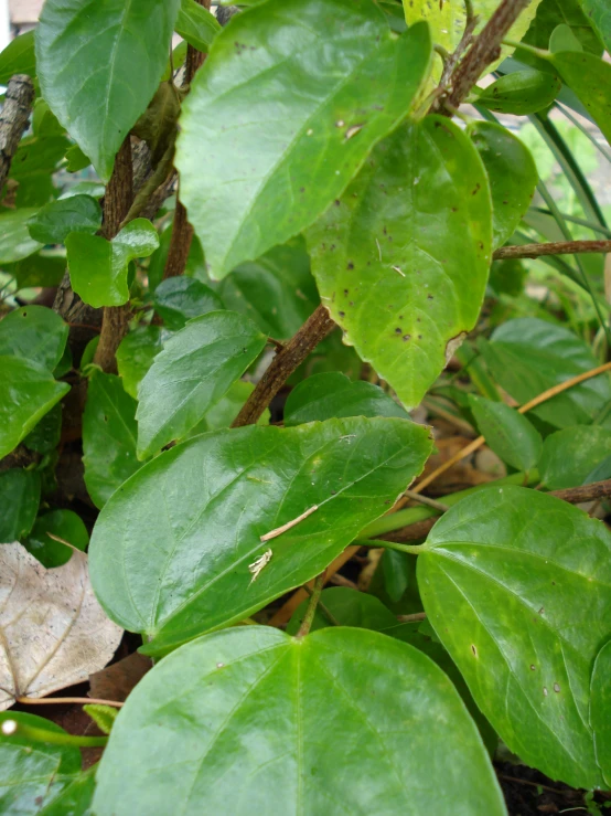 green leaves on the nches of trees and bushes