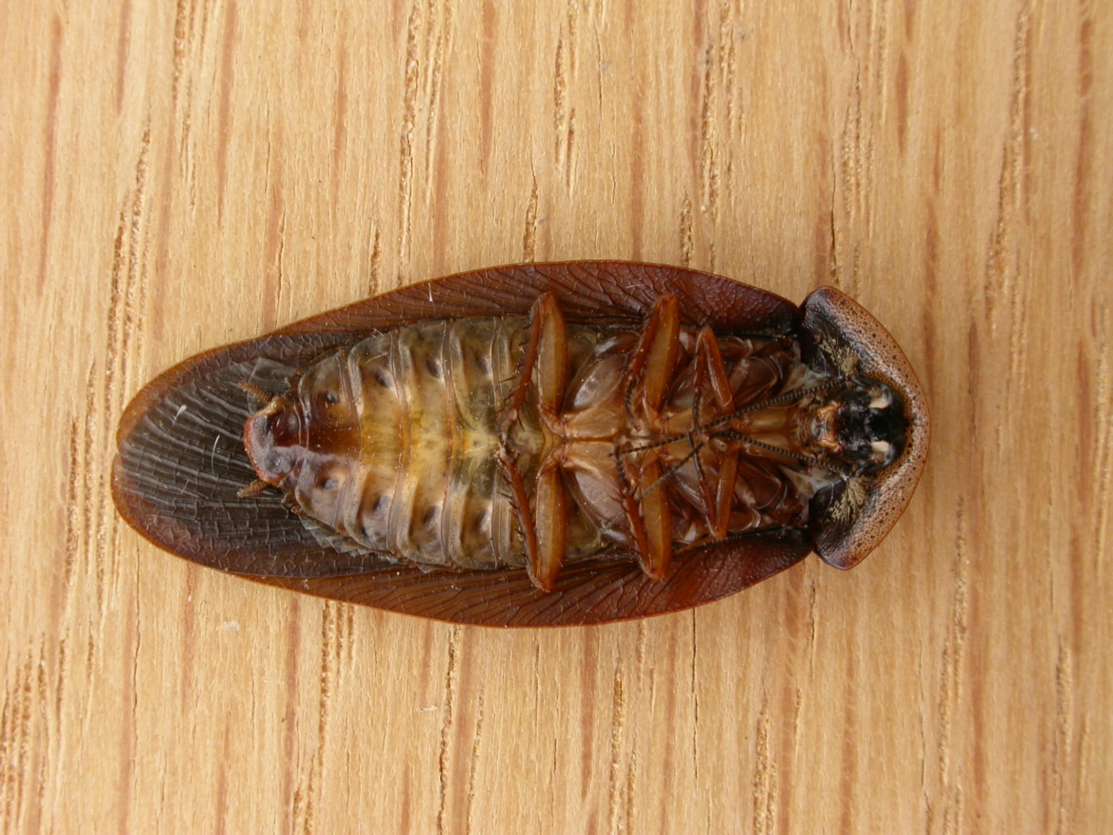 a large, brown insect is standing on top of a wooden table