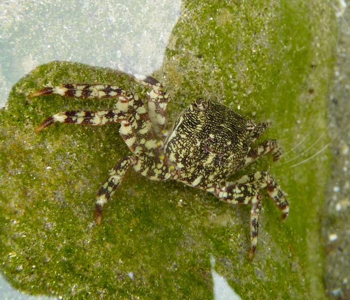 a small spider sitting on some green grass