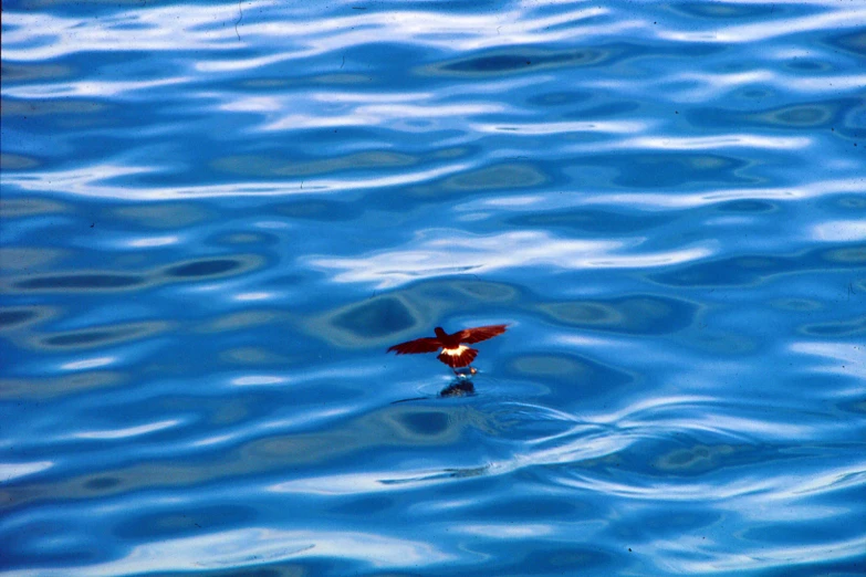 a red bird standing on the water with its wings spread wide