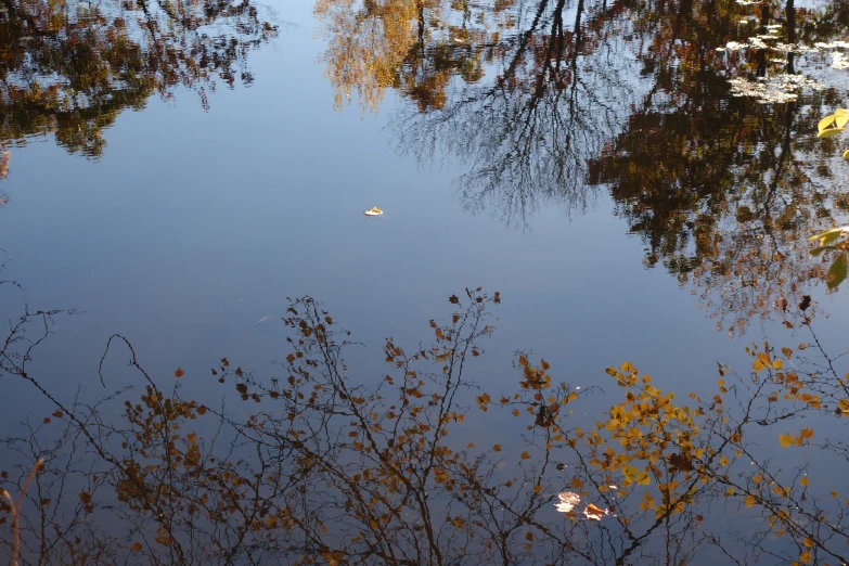 the reflection of trees and leaves on a pond