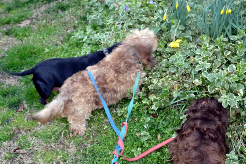 two dogs sniffing each other outside on grass