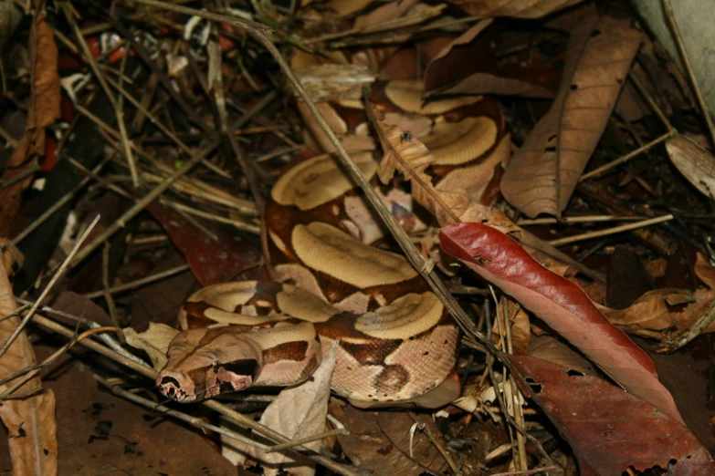 an animal is eating some food on the ground