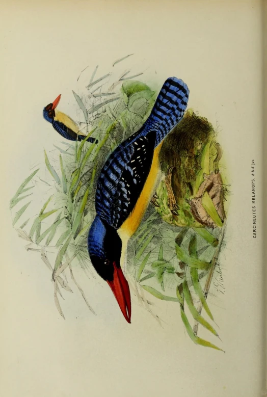 the painted image shows a peacock lying on the ground