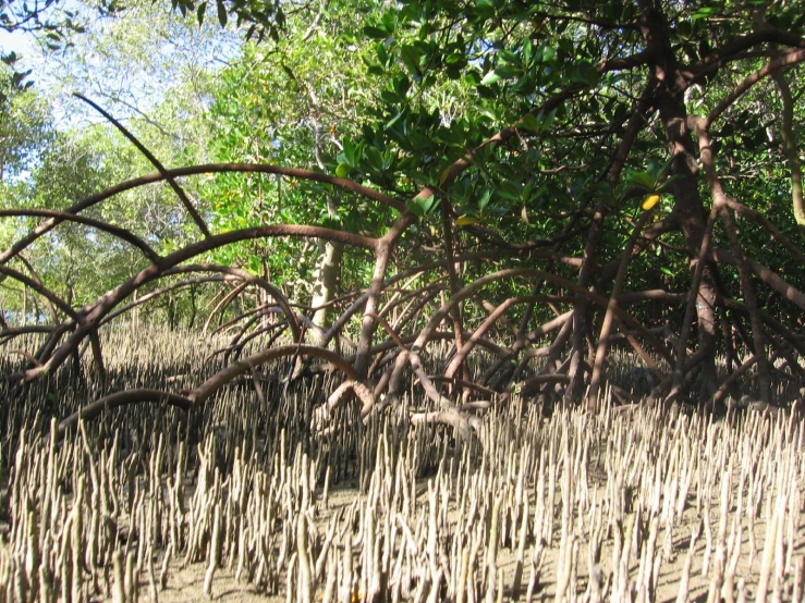 a bunch of trees and leaves near a river