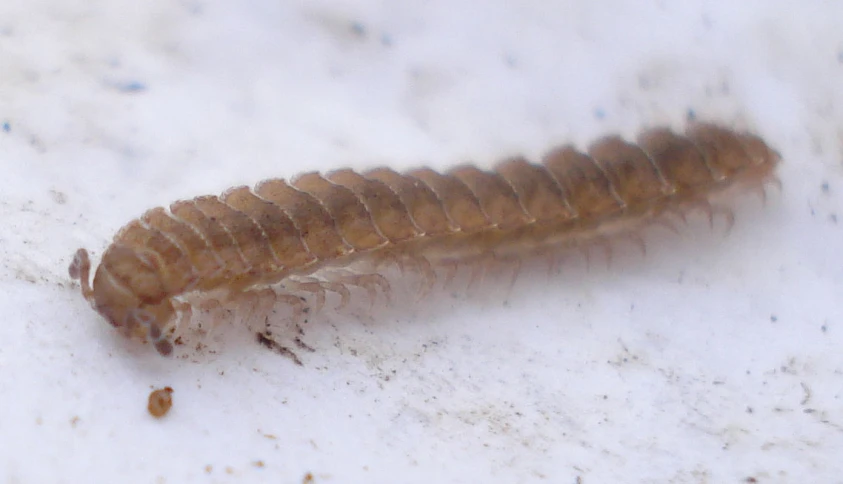 a insect lath with the back side of it showing larm