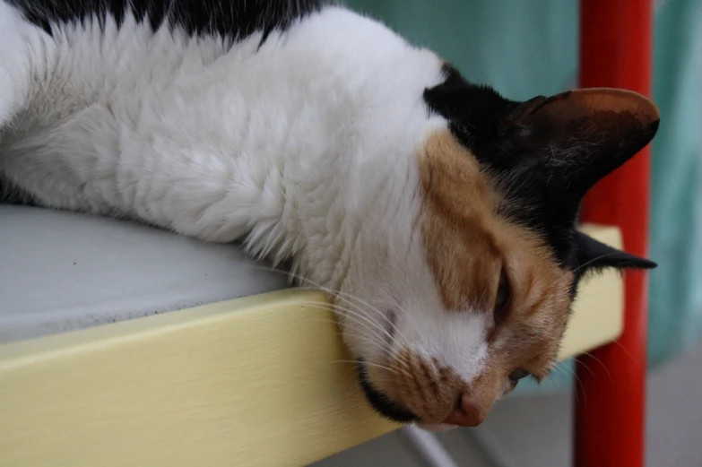 a cat resting its head on top of a chair