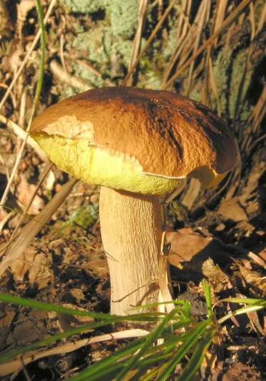this is an image of a mushroom growing out of the ground