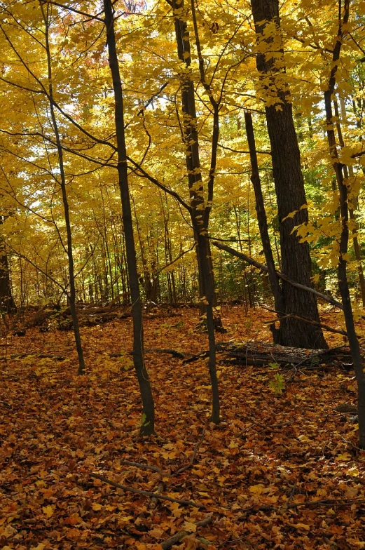 a forest with a few yellow trees in the fall leaves