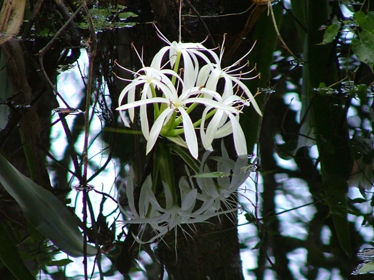 a plant with white flowers sitting on top of it