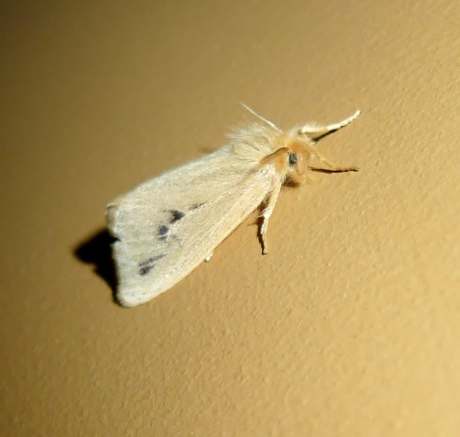 a white moth that is laying on the ground