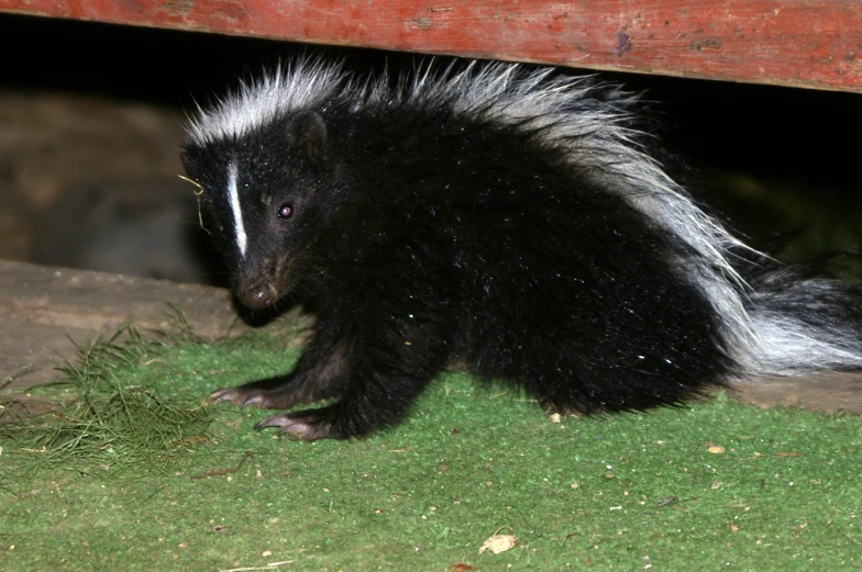 a black and white furry animal standing on the ground