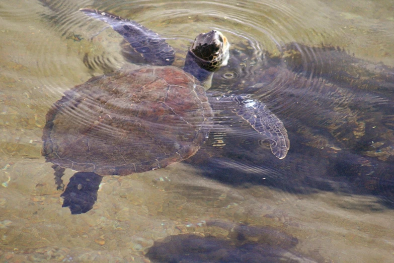 an alligator swimming on top of a body of water