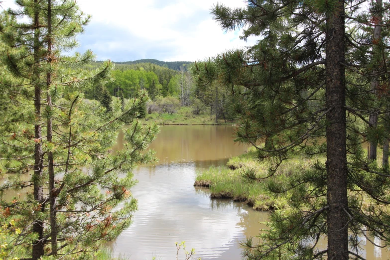 the water in the river is brown and brown