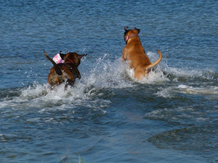 two dogs playing in a river, with one chasing the other