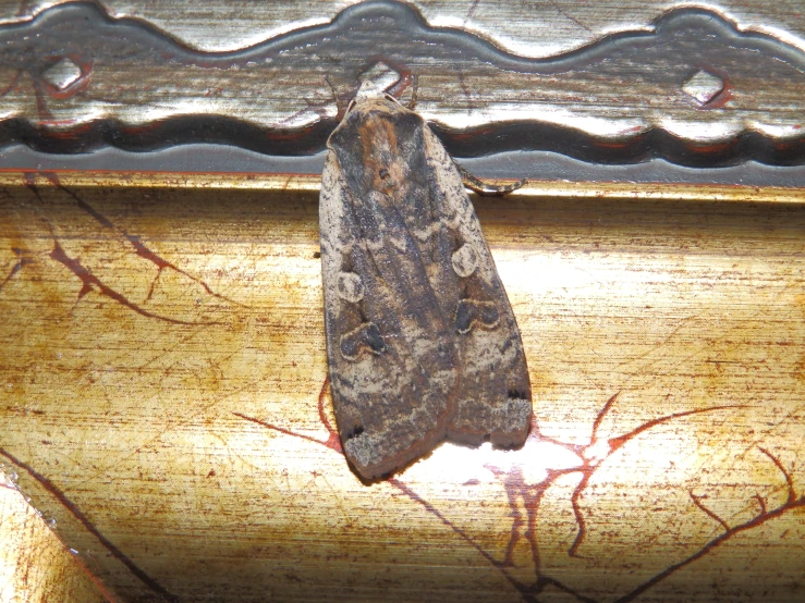 the underside of a moth hanging from a ledge