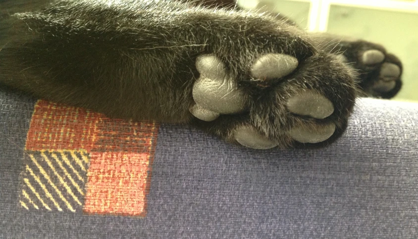 a close up of a dog's paw on the seat