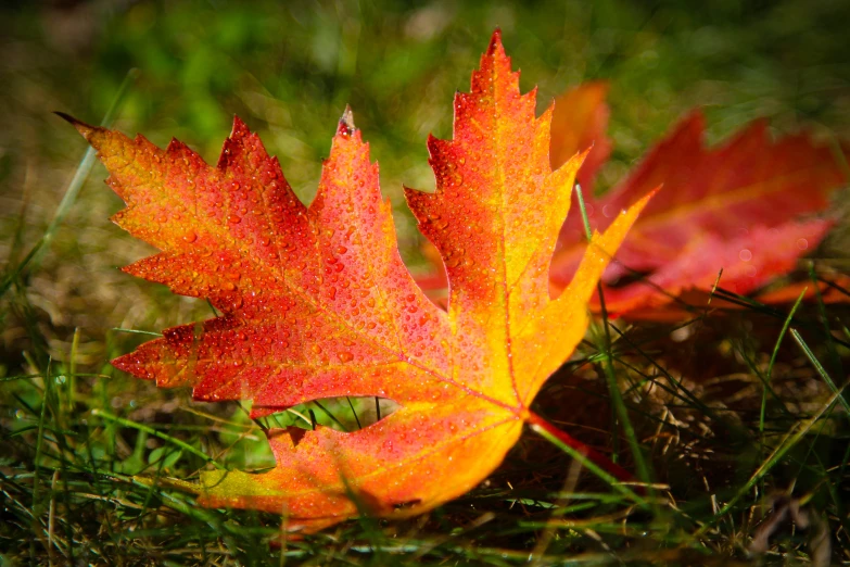 a single leaf that is laying in the grass