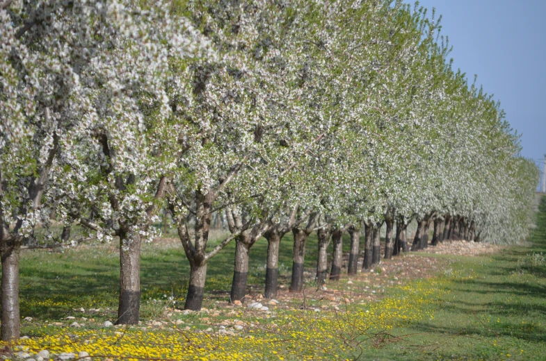 an orchard of trees with very many flowers on the nches