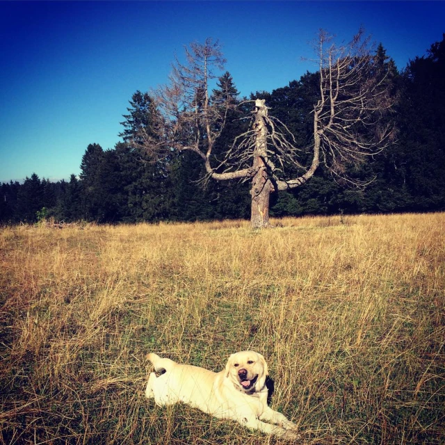 a dog is lying in the middle of a field