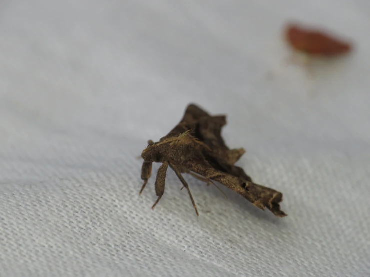 a close up of an insect on a surface