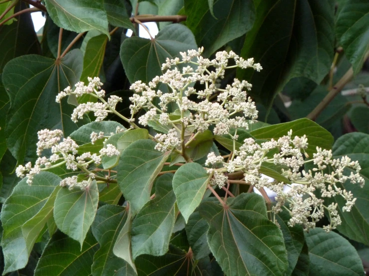 a bush with large white flowers and green leaves