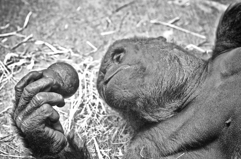 a monkey rests on the ground and puts its foot on it