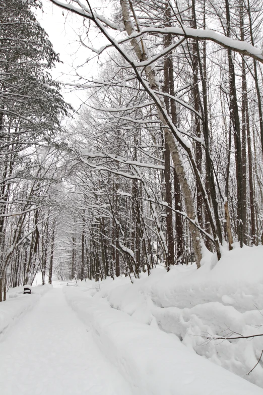 a person skis across a snowy path lined with trees