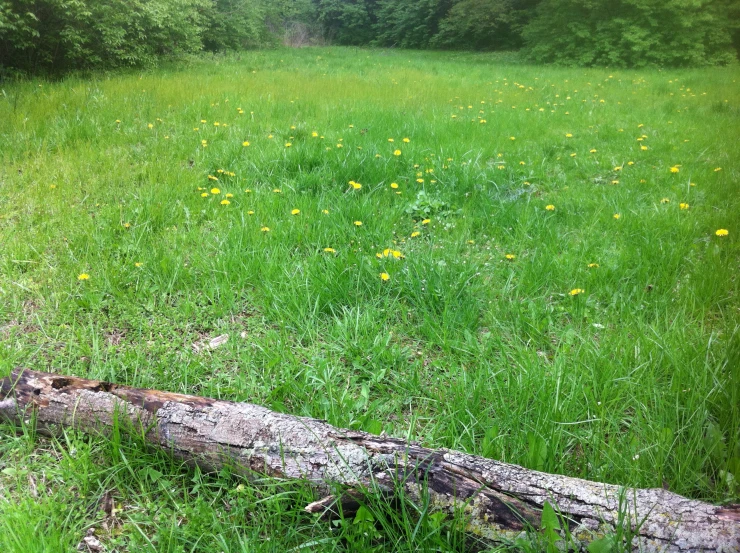 a tree that is laying in the grass