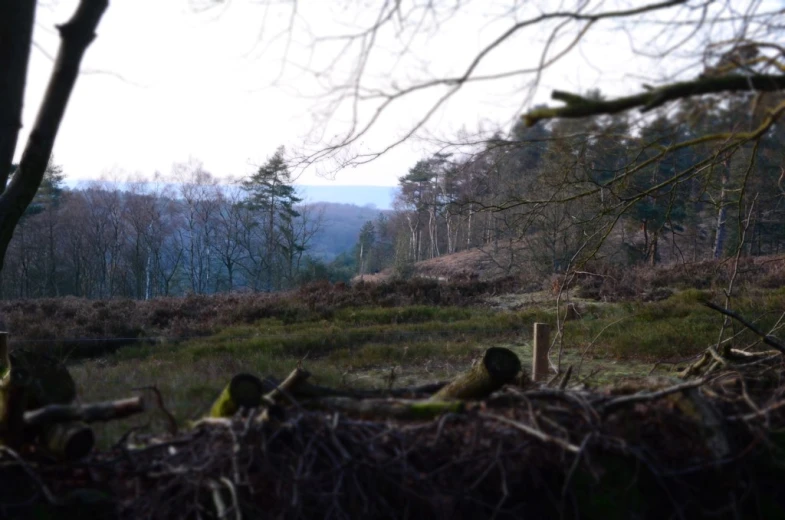 there is a grassy area next to a forest