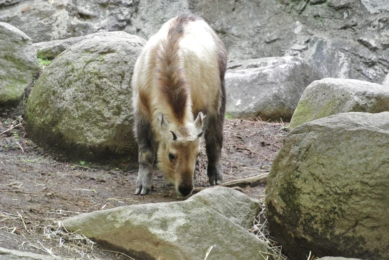 a bear stands on some rocks in the sunlight