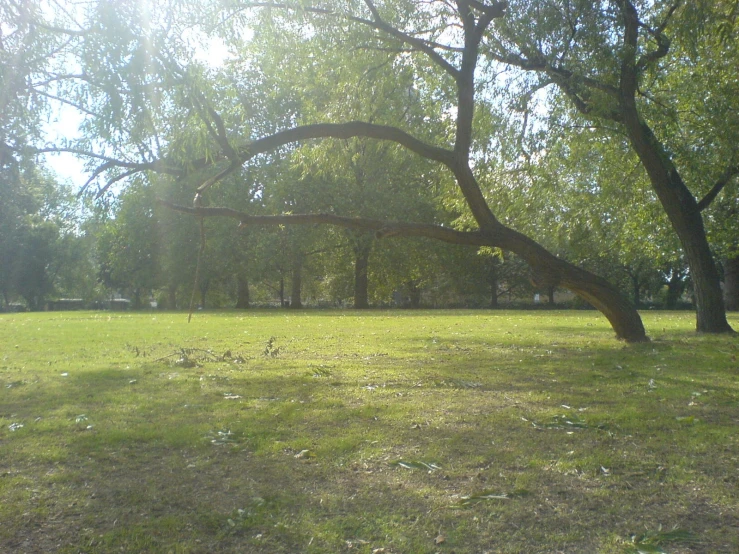 a grassy field covered with trees and grass