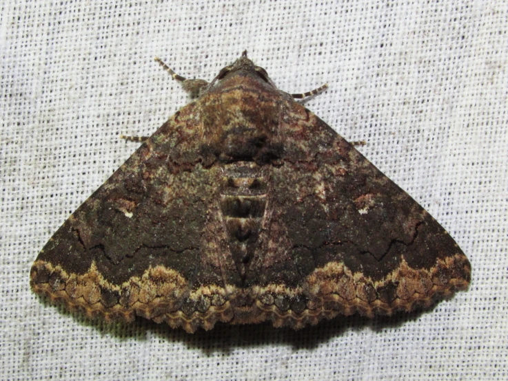 a moth with a brown color is sitting on a white cloth
