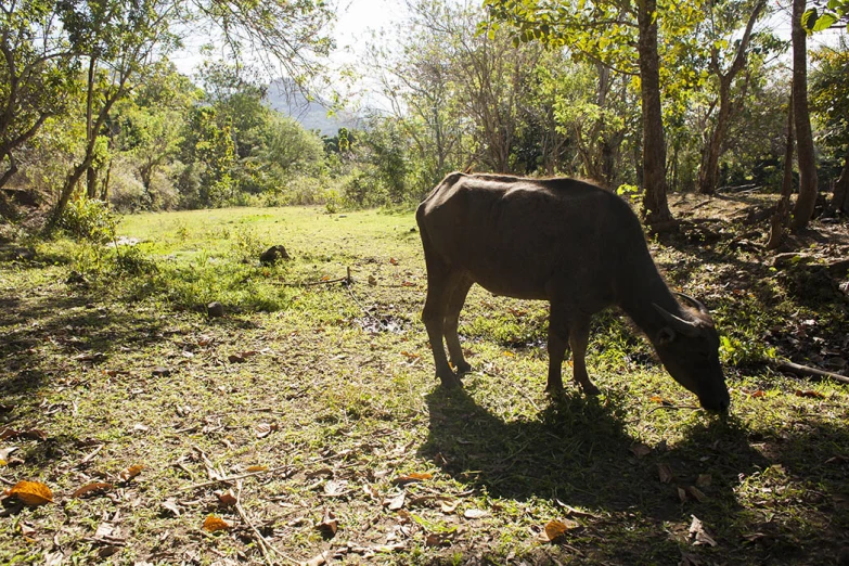 an ox grazes on the ground in a wooded area