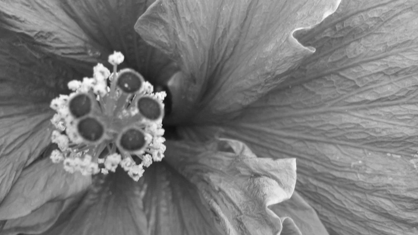 the center of a large flower is pictured