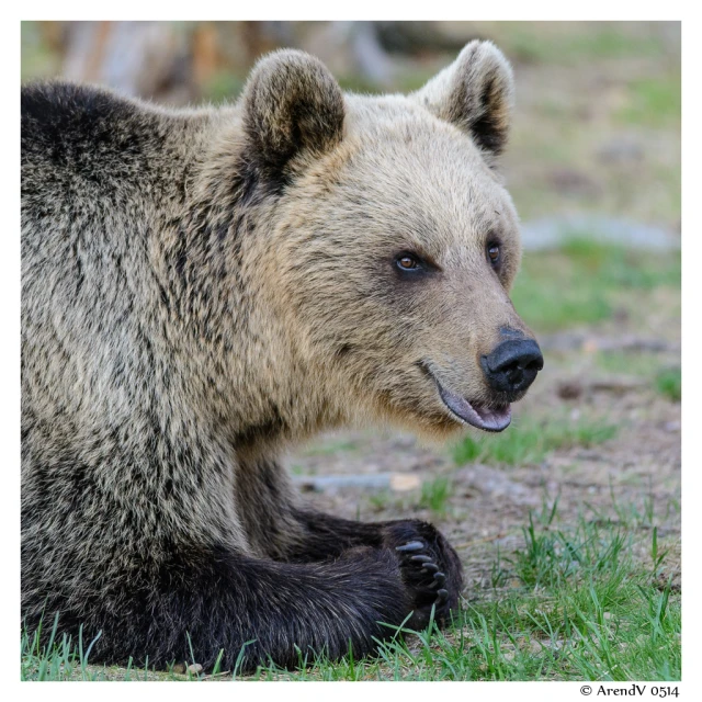 there is a bear that is sitting and looking out