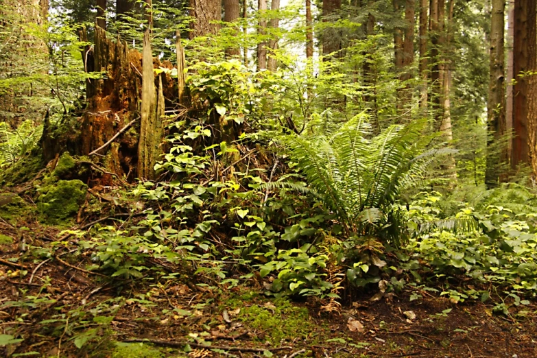 some plants and trees are in the middle of the woods