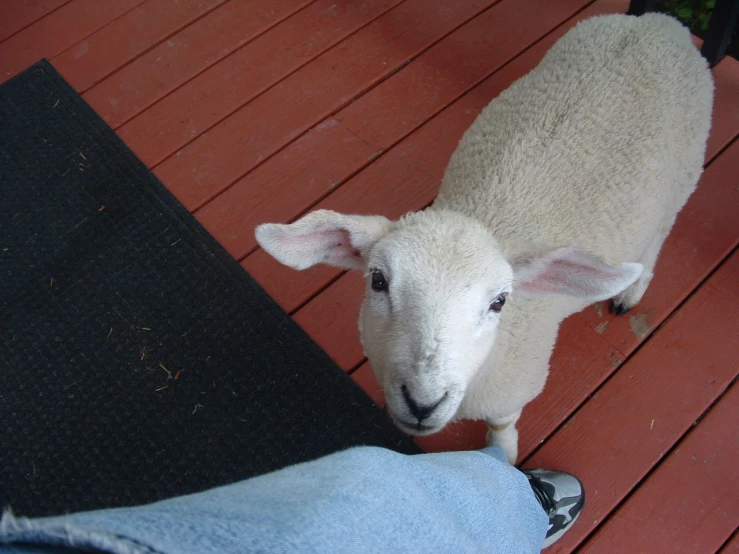 a white sheep standing next to a person on a porch