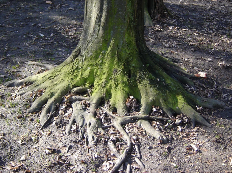 the base of a tree with roots showing