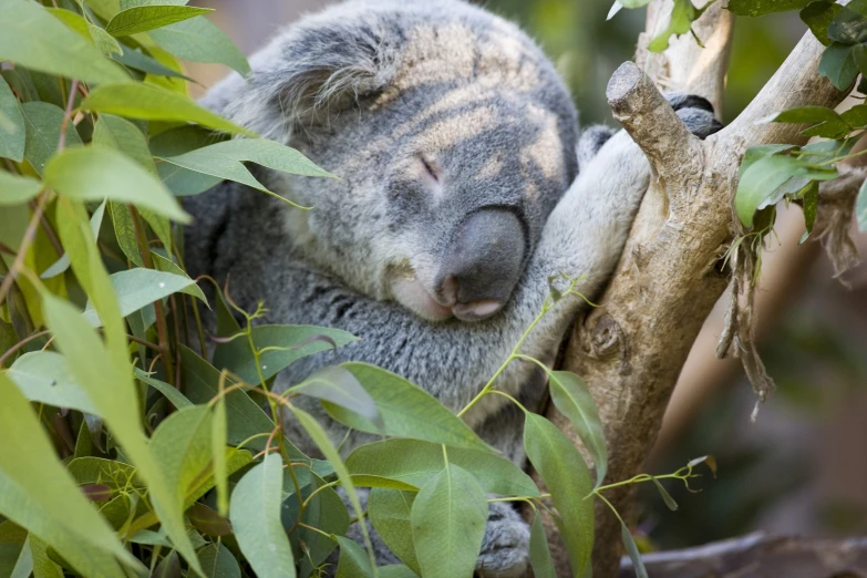 a koala sleeping in the middle of some green leaves