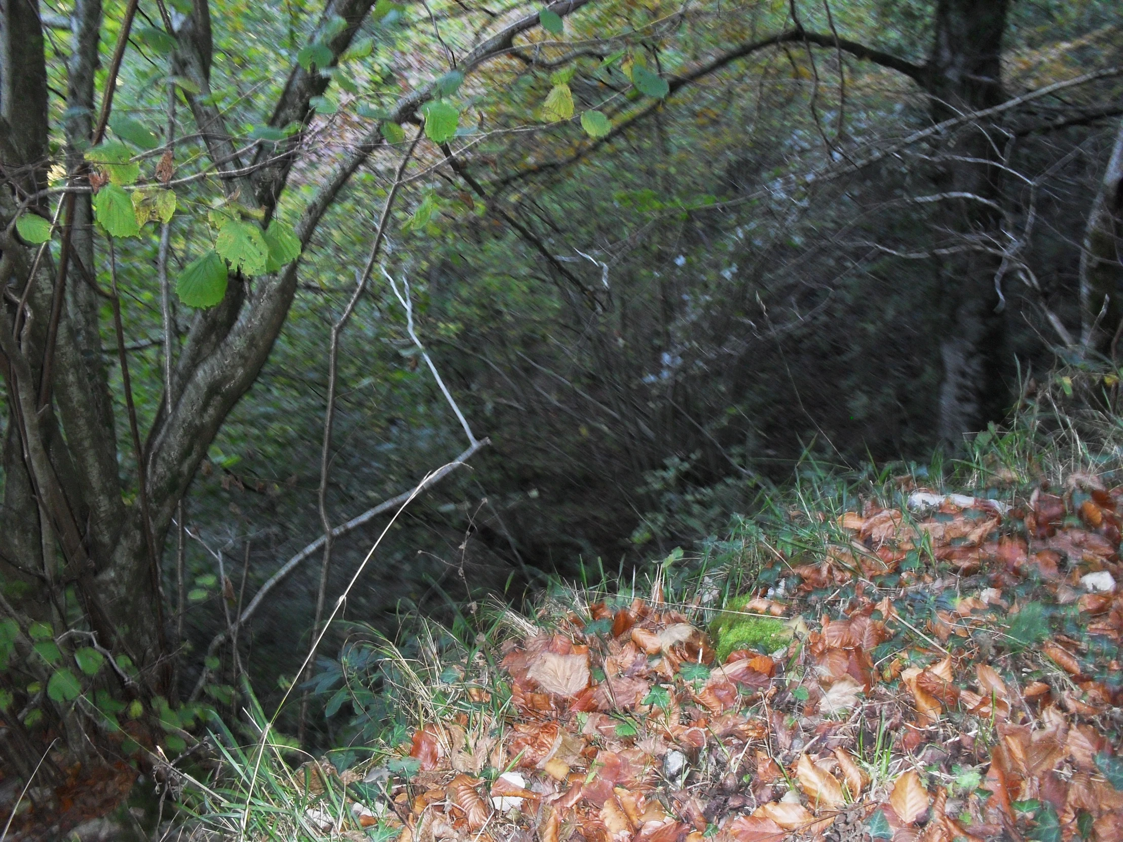 the bear is walking down a hill by itself