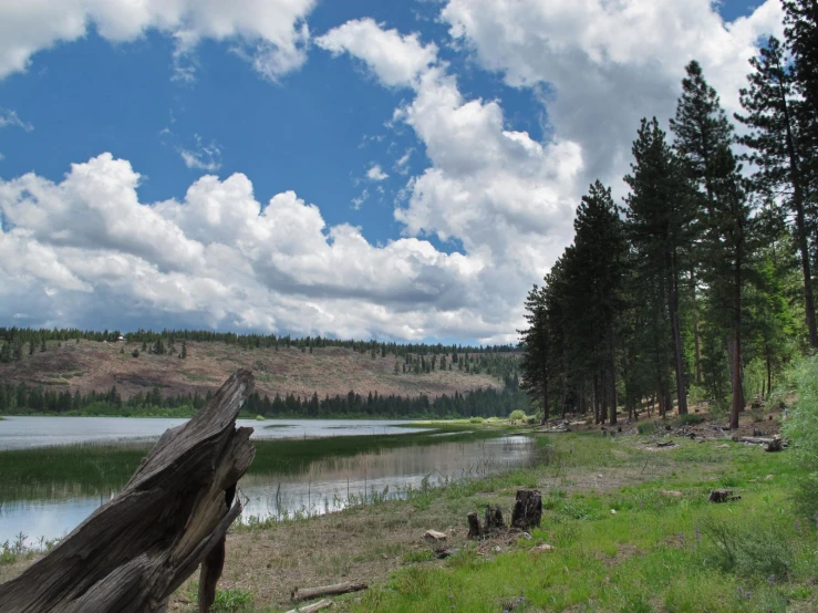 the trees are near a large lake