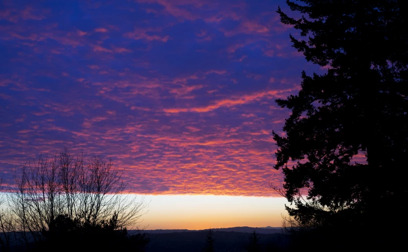 the silhouette of trees against a sunset with pink clouds