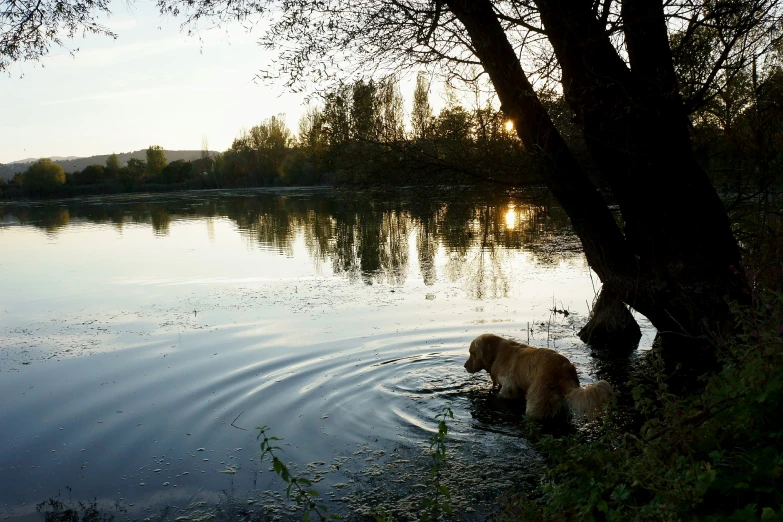 a dog swimming in a lake near a tree