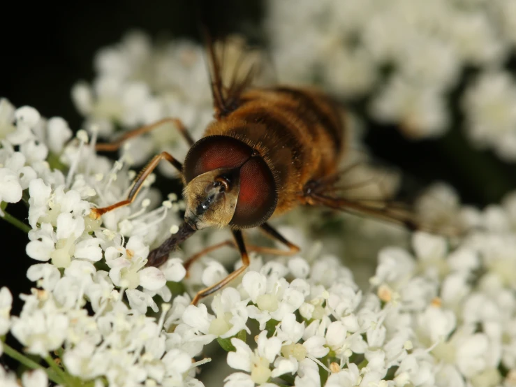 a close - up of the side of a fly sitting on flowers