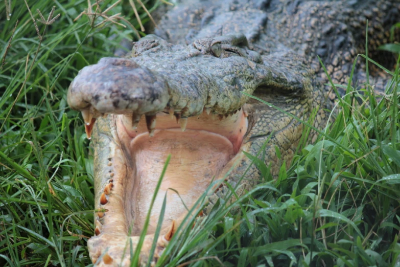 there is a alligator that has been taken bite by the grass