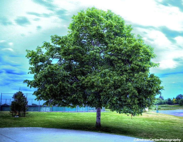 an old time image of a tree and park bench